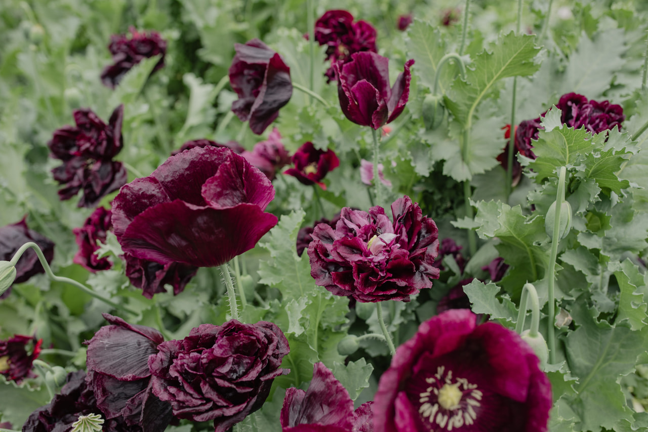 Pæonvalmue Black, Loukykvět