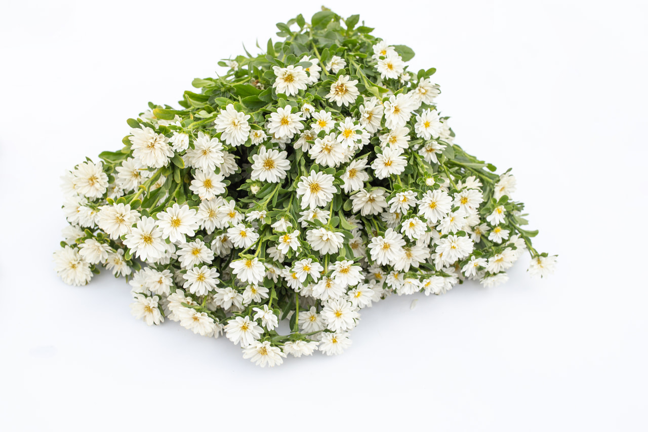 Kiinanasteri Serenade White, Loukykvět