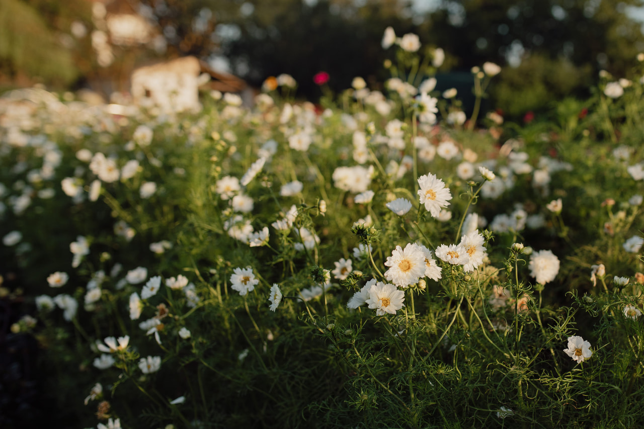 Cosmos Double Click Snow Puff, Loukykvět