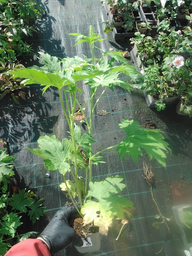 Jaloritarinkannus Magic Fountains Pure White - 13. 10. 2025