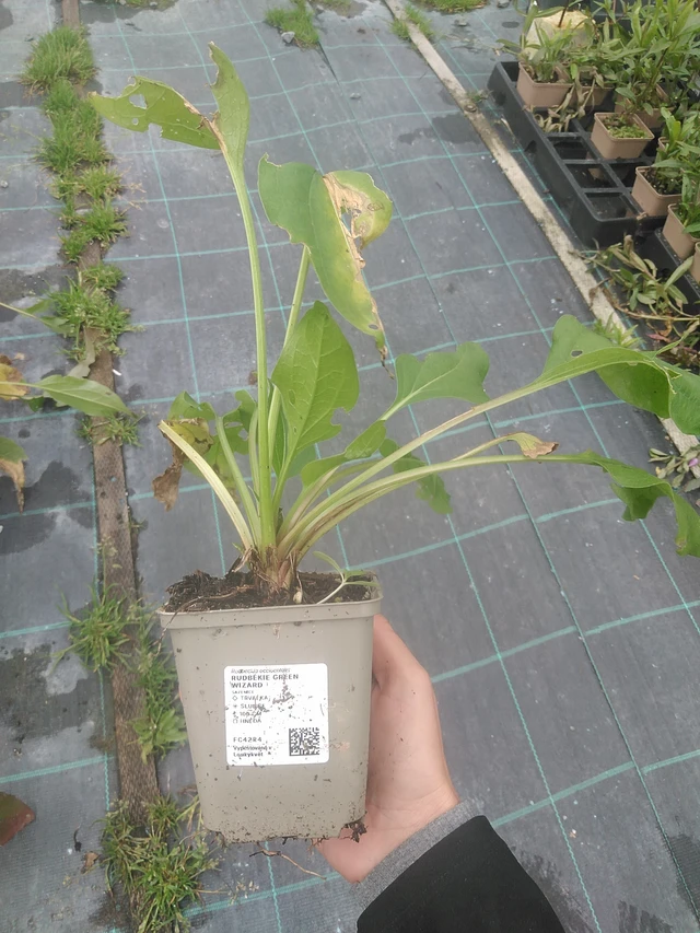 Päivänhattu Green Wizard - 10. 10. 2025