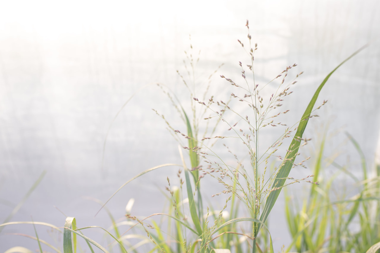 Virginianhirssi Strictum, Loukykvět