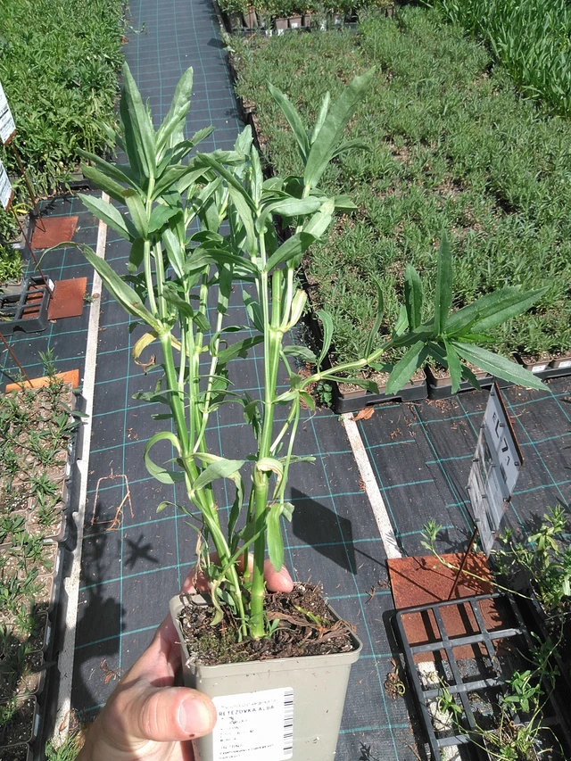 Kellopeippi Alba - 24. 6. 2025