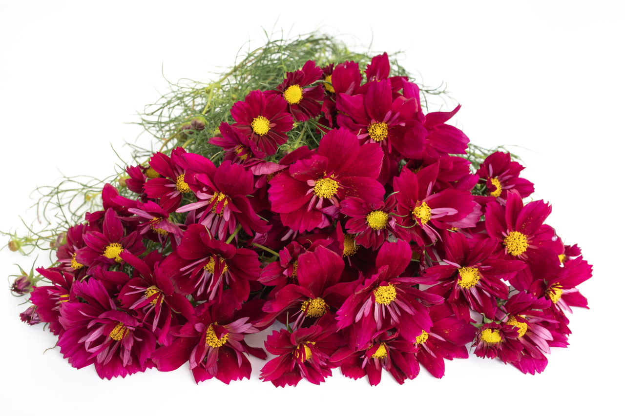 Kosmoskukka Fandago, Loukykvět