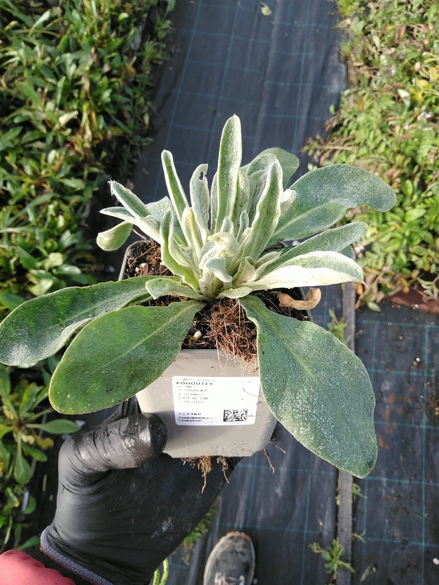 Lychnis - 31. 10. 2025