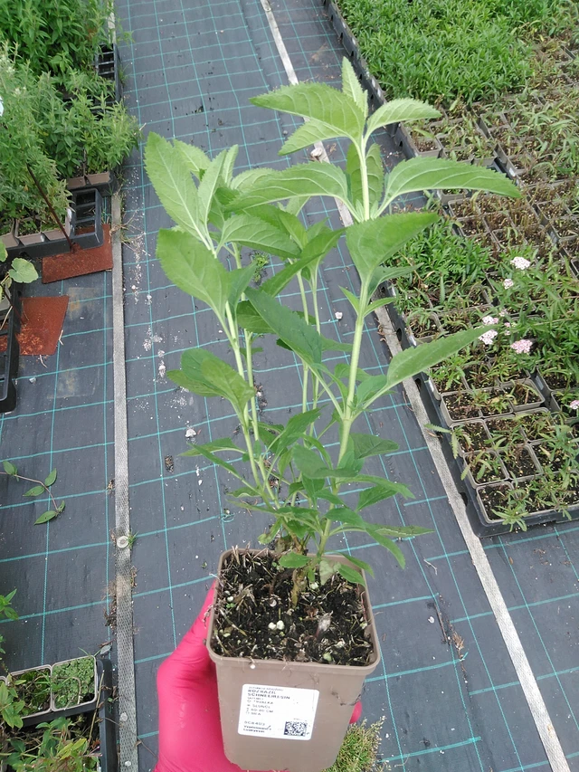 Tädyke Schneeriesin - 29. 7. 2025