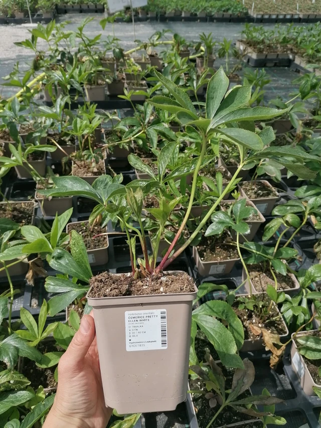 Jouluruusu Pretty Ellen White - 2024