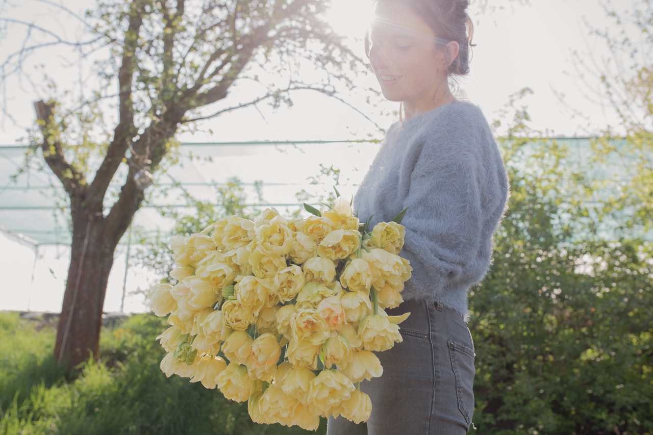 Tulppaani Avant Garde, Loukykvět