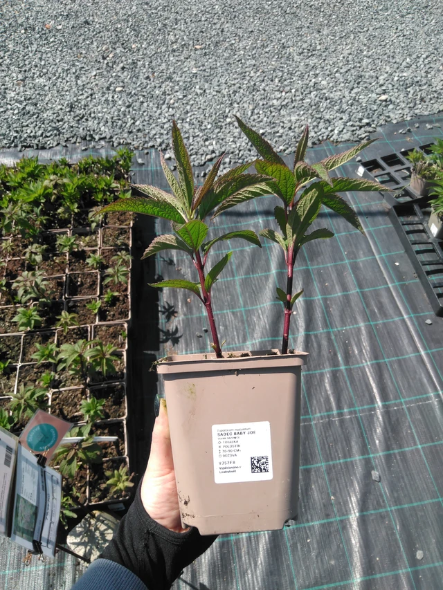 Punalatva Baby Joe - 13. 5. 2025