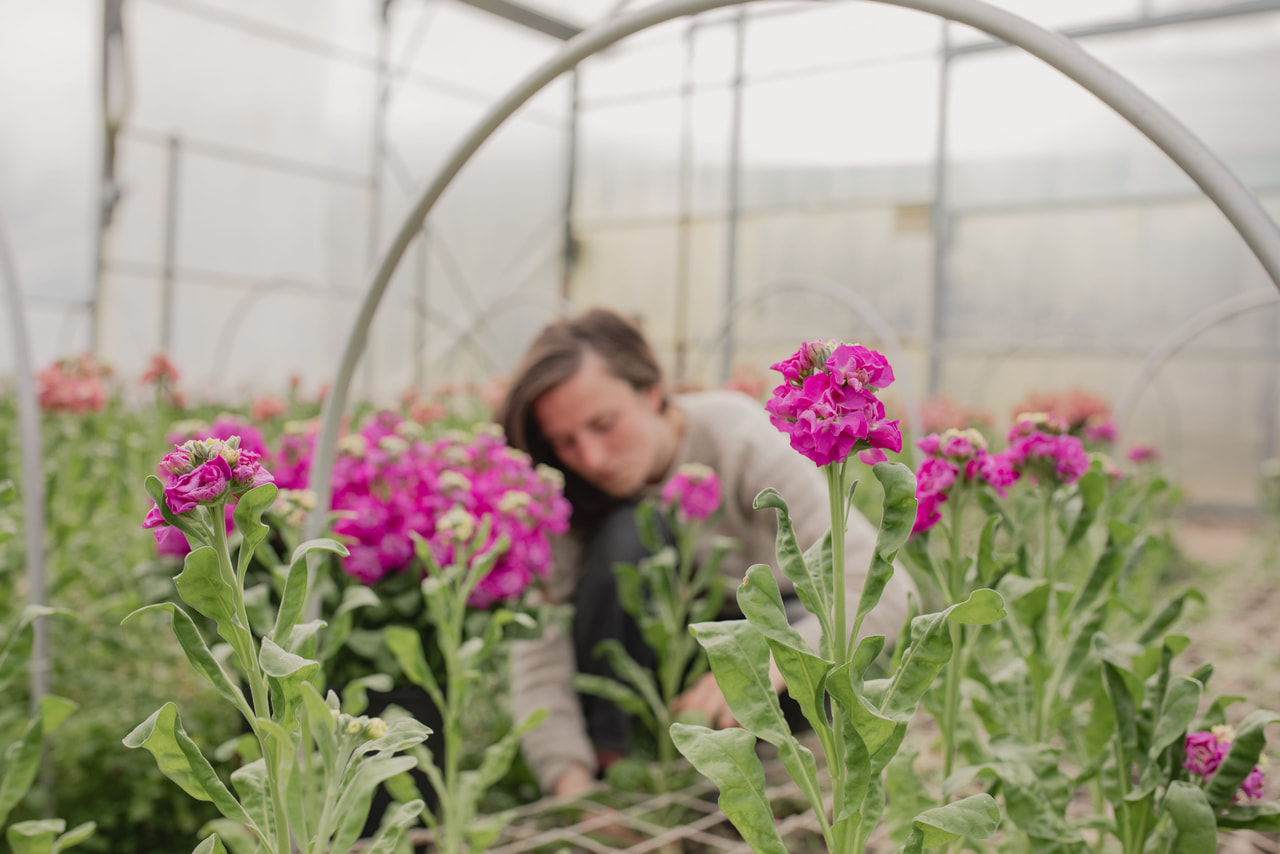 Stock StoX Deep Rose, Loukykvět