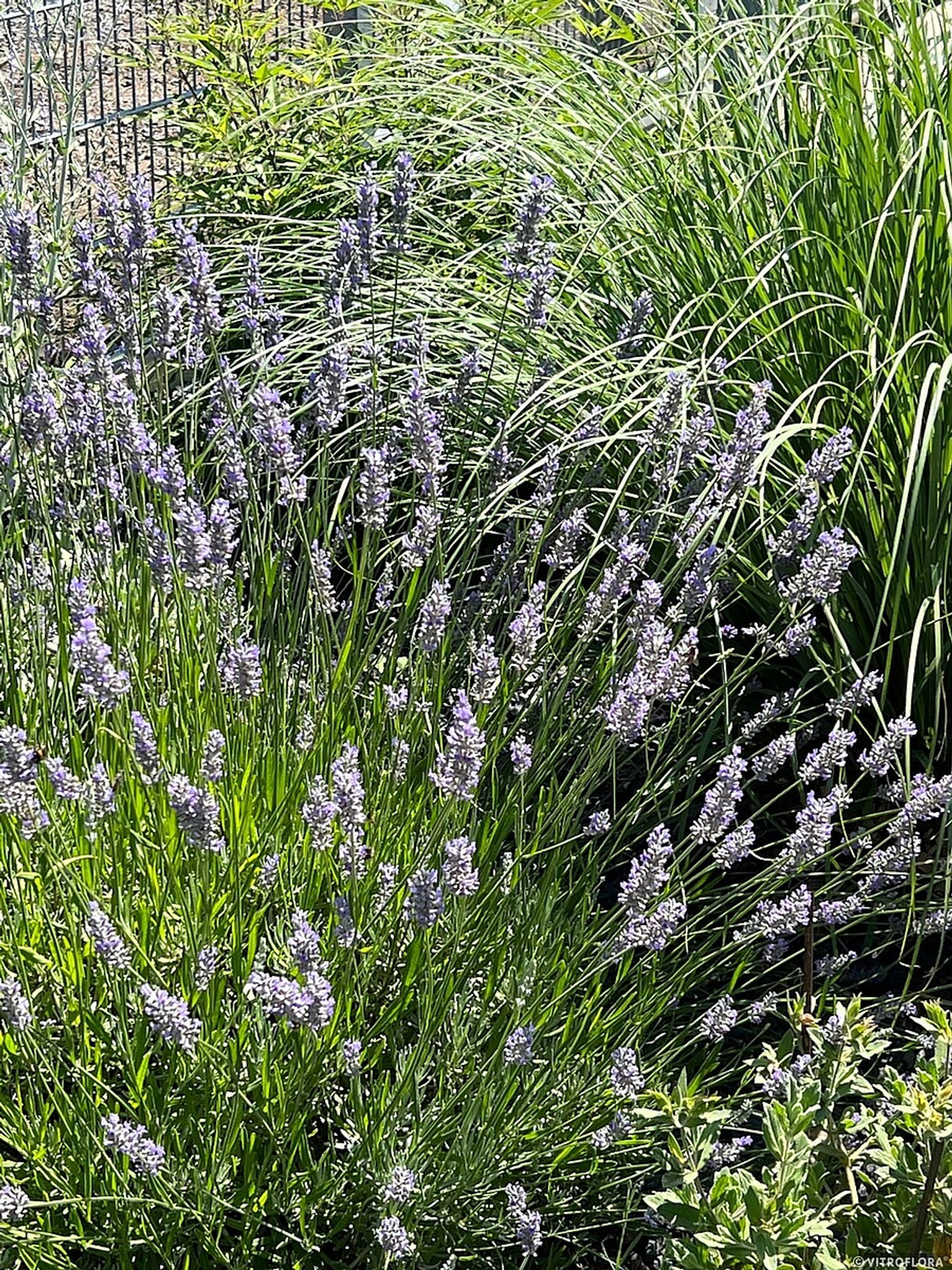 Laventeli Grosso, Loukykvět