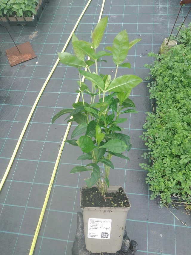 Leimu Franz Schubert - 4. 8. 2025