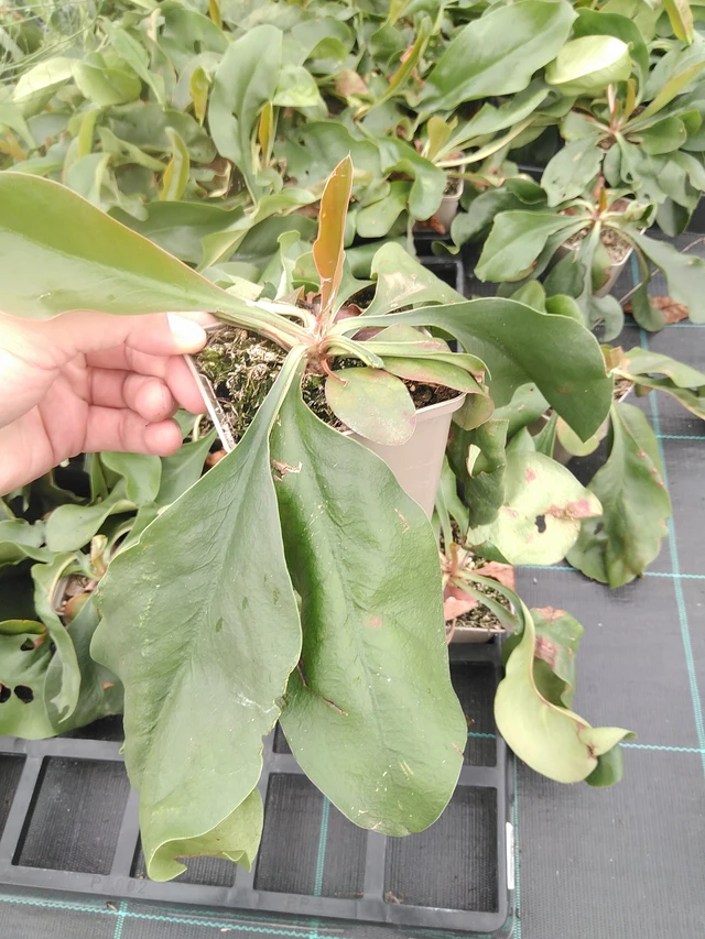 Estatice Tennessee Pink - 21. 7. 2025