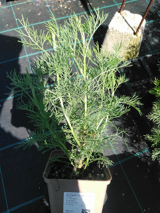 Artemisia Coca Cola - 19. 8. 2025