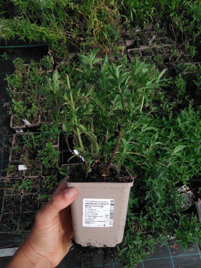 Menta de montaña americana Pilosum - 2024