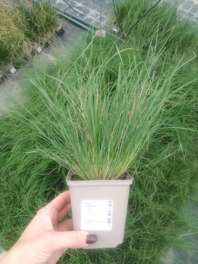 Hiushöyhenheinä - 2024