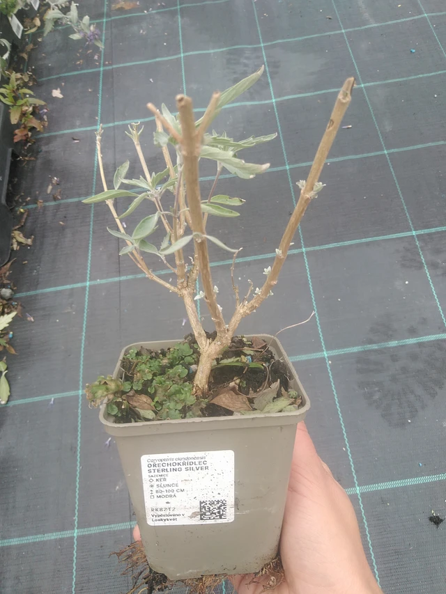 Caryopteris Sterling Silver - 10. 10. 2025