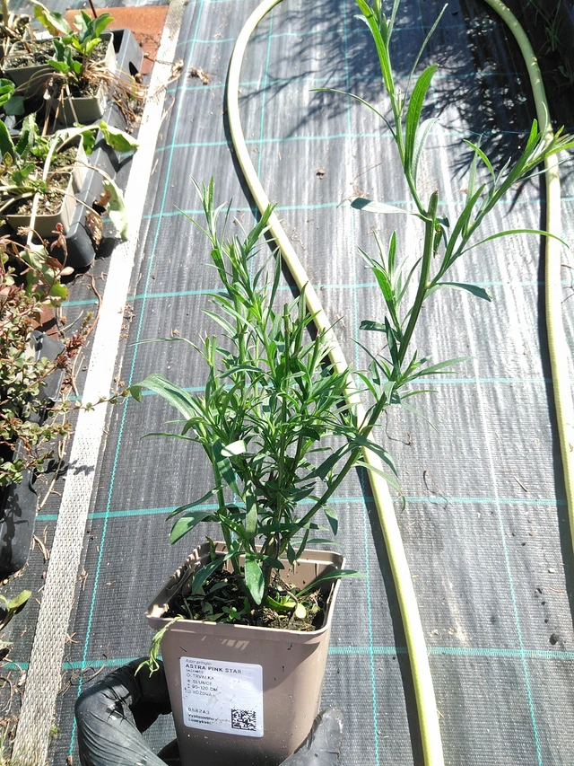 Asteri Pink Star - 19. 8. 2025