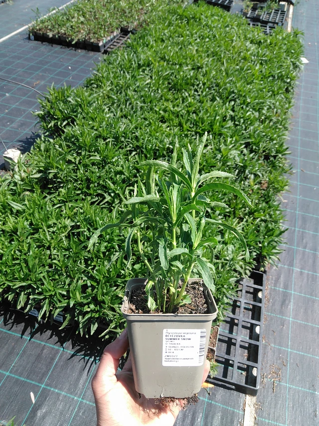 Kellopeippi Summer Snow - 13. 5. 2025