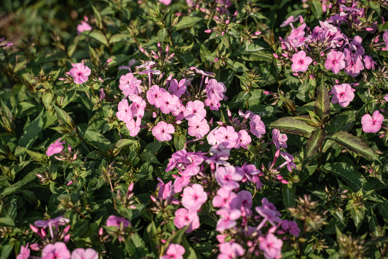 Leimu Minnehaha, Loukykvět