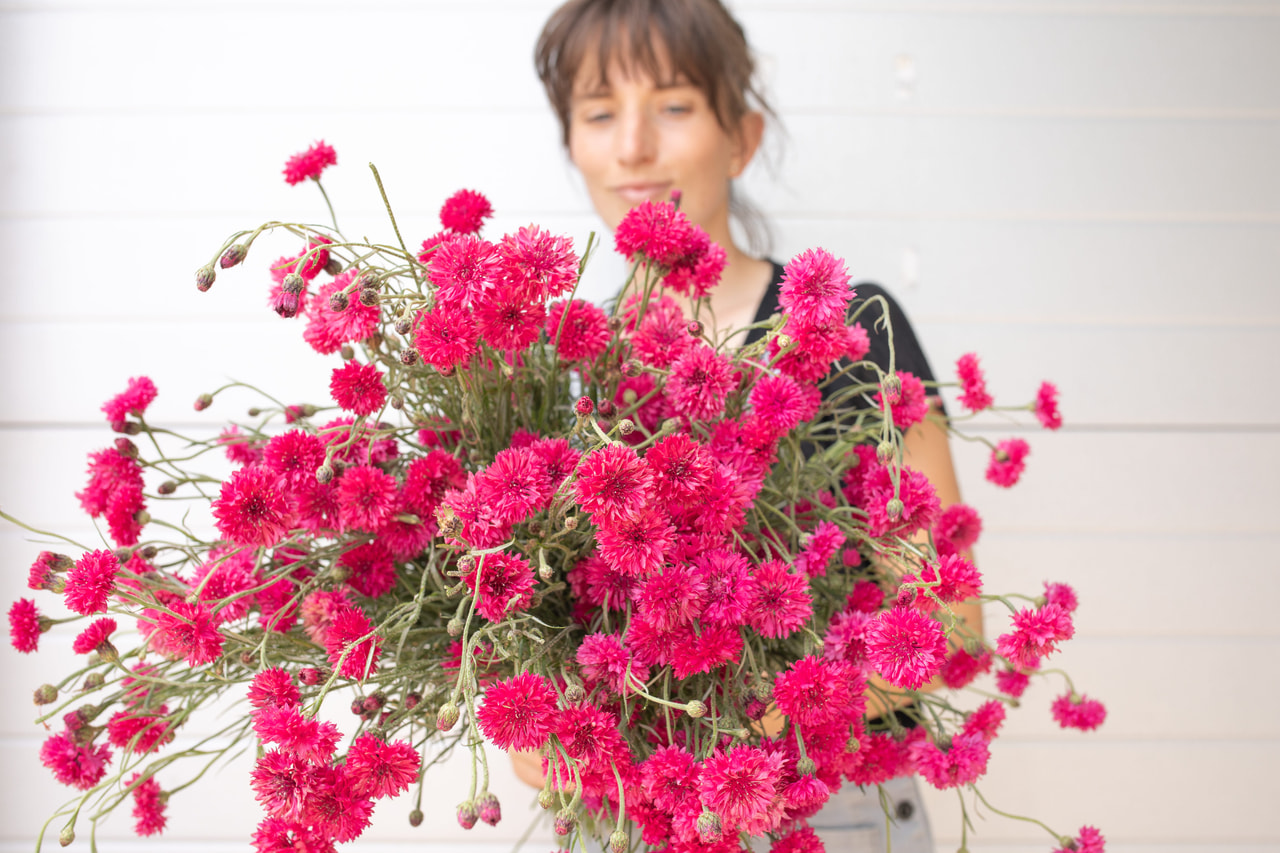 Aciano Tall Double Red Boy, Loukykvět