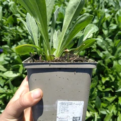 Grand plant