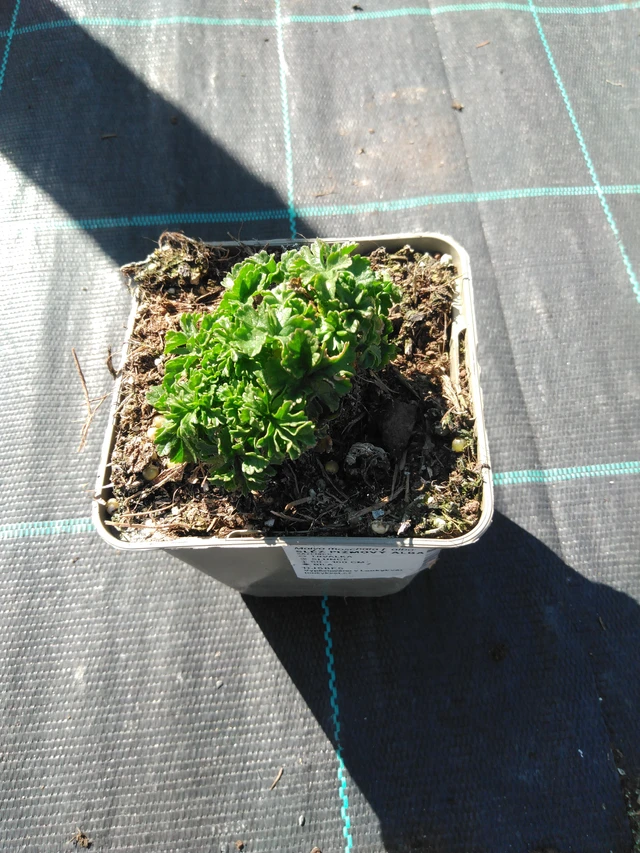 Myskimalva Alba - 3. 4. 2025