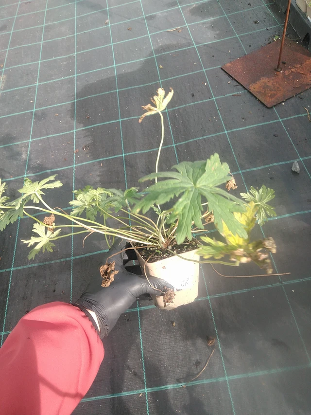 Kyläkurjenpolvi Striatum - 13. 10. 2025