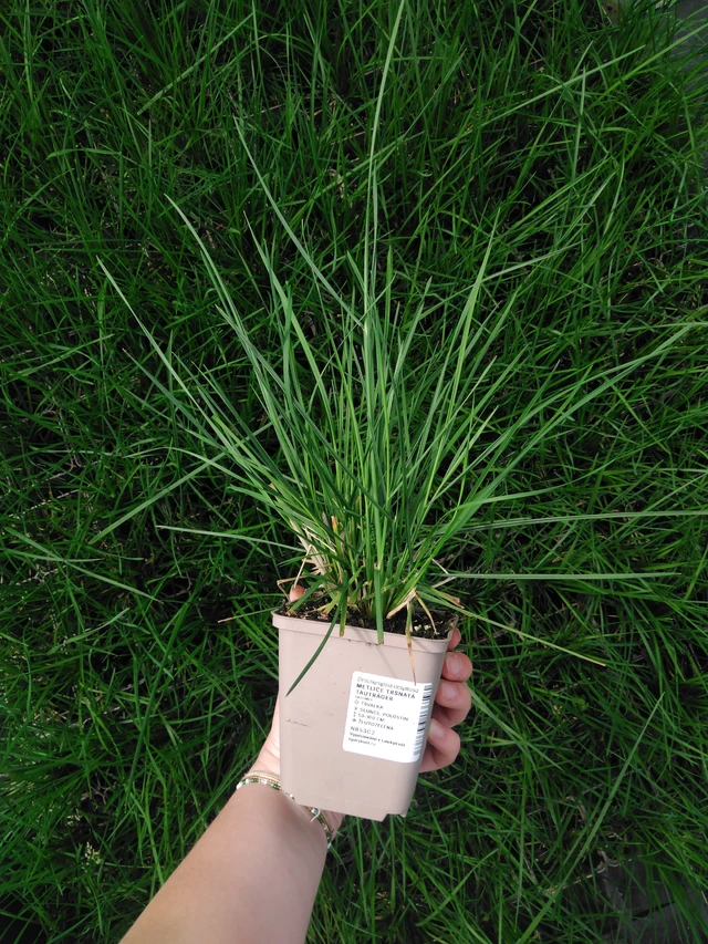 Metlice trsnatá Tauträger - 2024