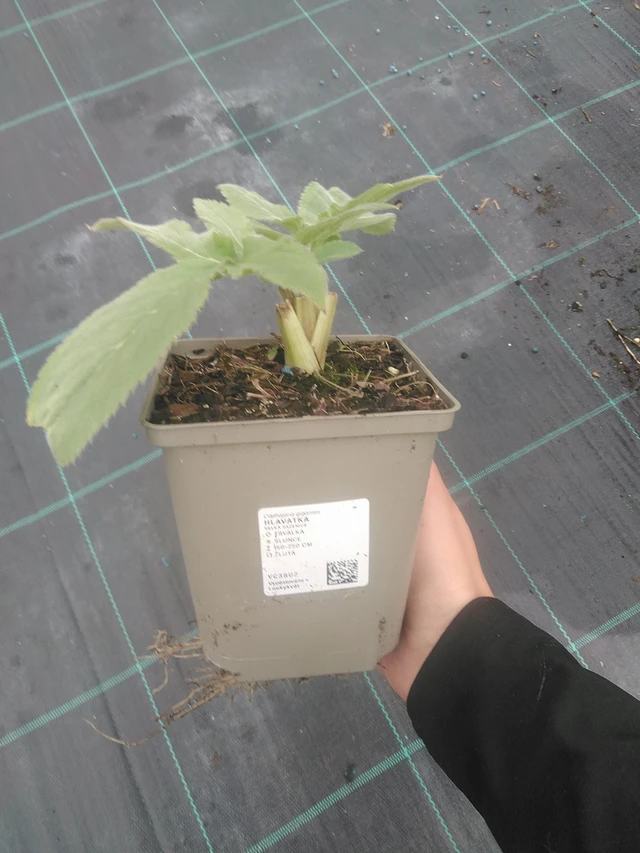 Kirahvinkukka - 10. 10. 2025