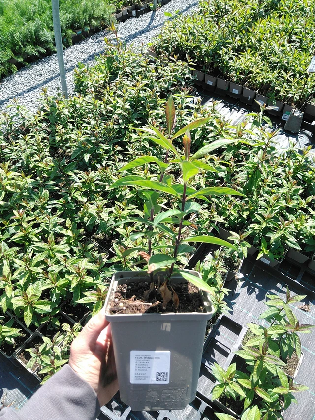 Leimu Winnetou - 13. 5. 2025