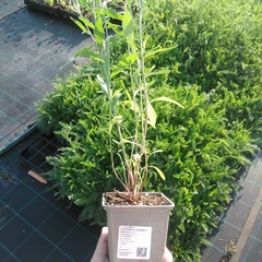 Seedling