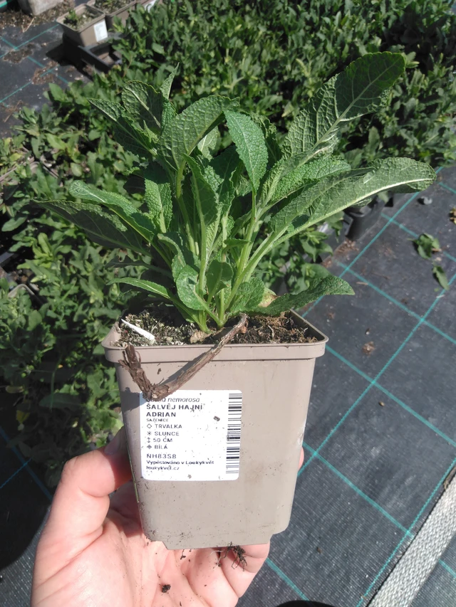 Salvia nemorosa Adrian - 13. 5. 2025