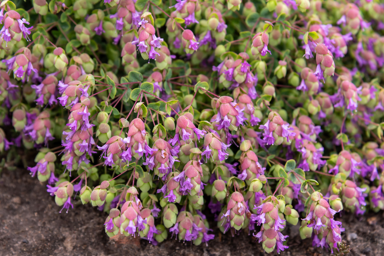 Ornamental Oregano Amethyst Falls, Loukykvět