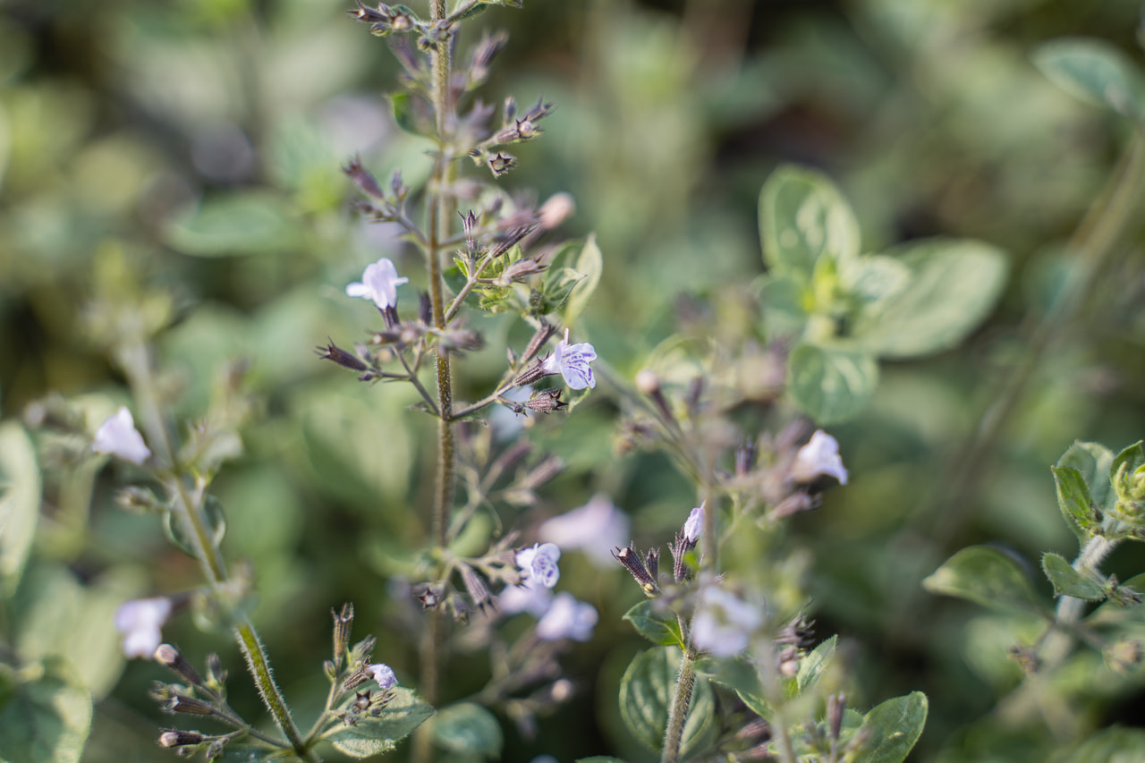 Käenminttu Lila Riese, Loukykvět