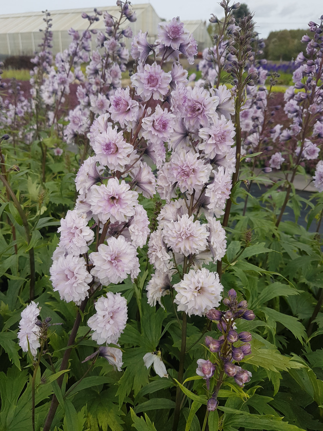 Espuela de caballero Highlander Cha Cha, Loukykvět