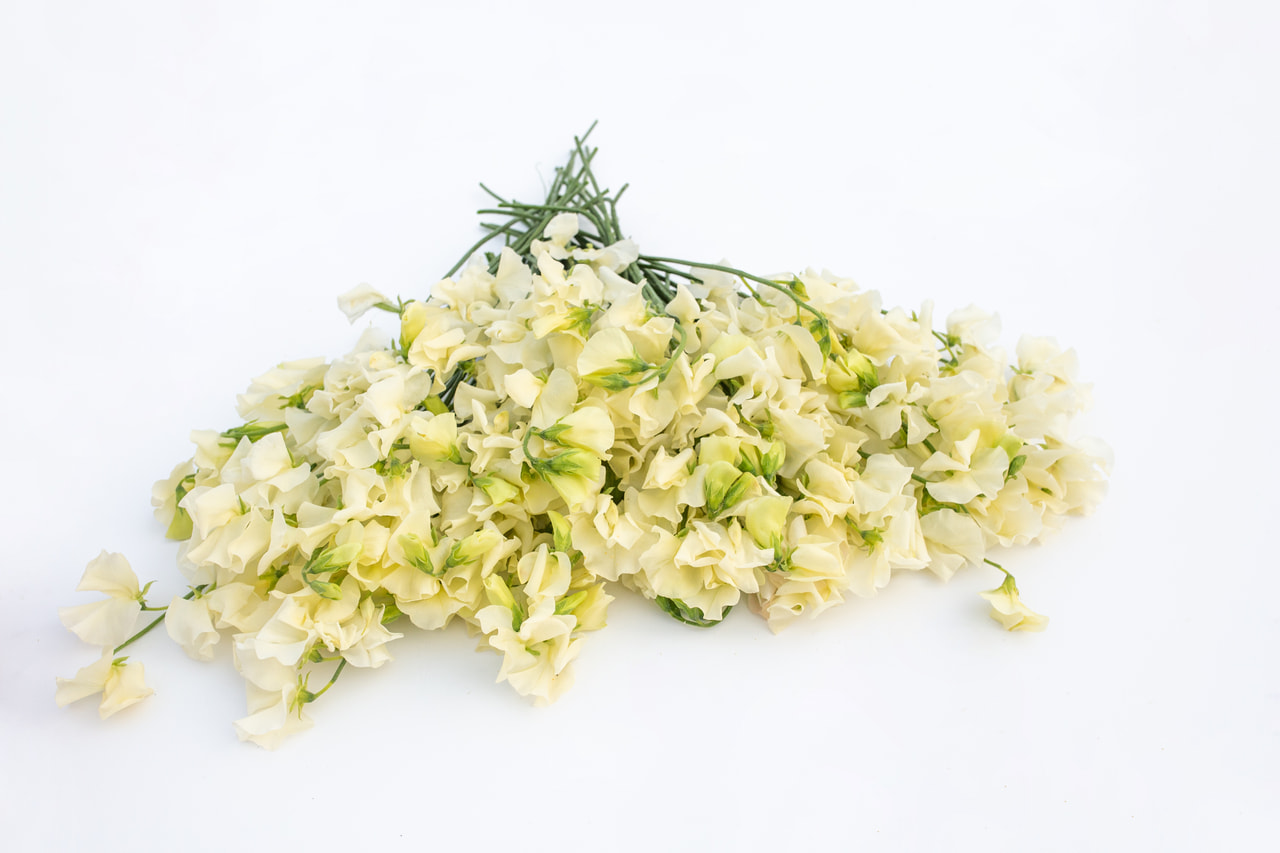 Lathyrus Winter Sunshine Cream, Loukykvět