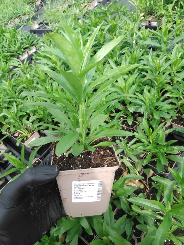 Kellopeippi Alba - 2024