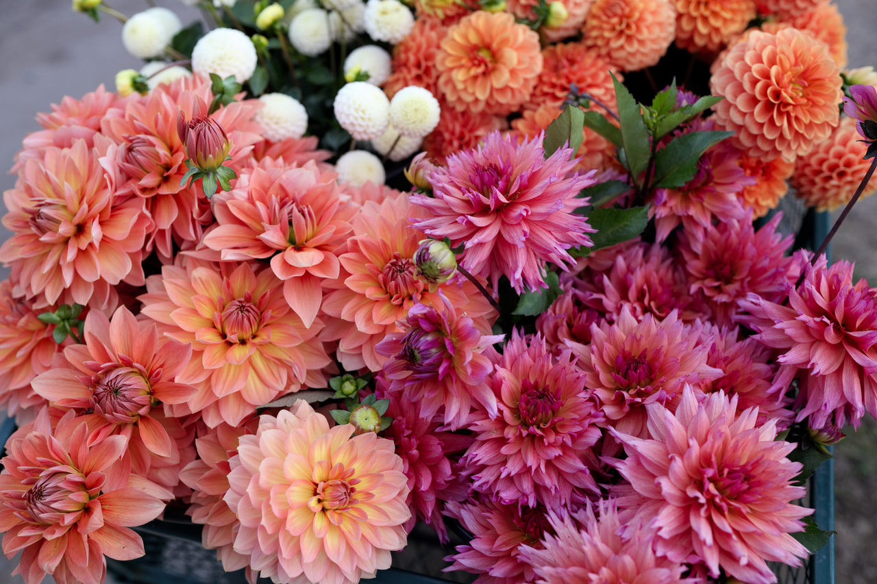 Daalia Mix, Loukykvět