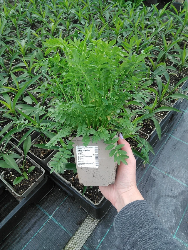 Sinilatva White Pearl - 9. 6. 2025