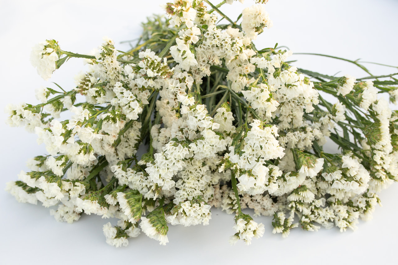 Estátice QIS White, Loukykvět