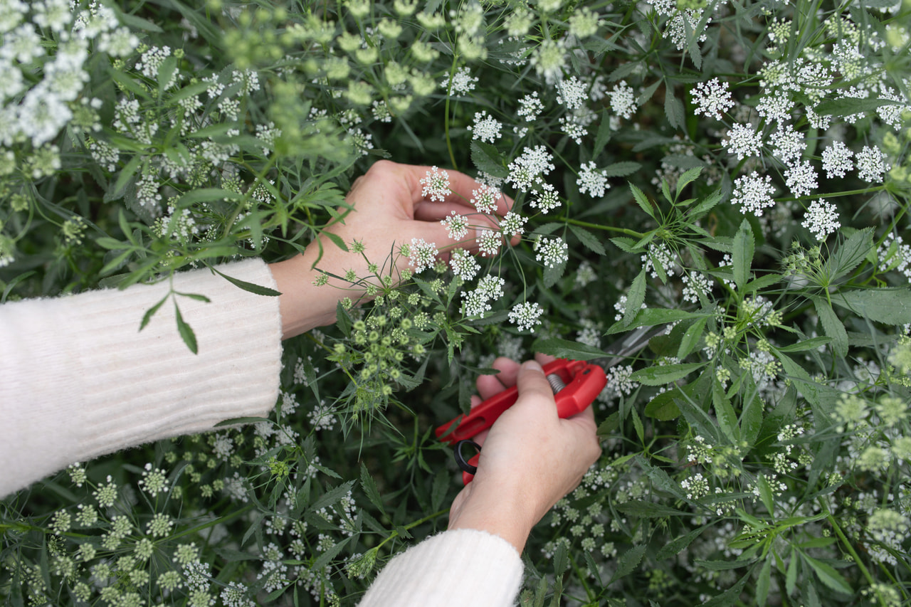 Kongekommen Graceland, Loukykvět
