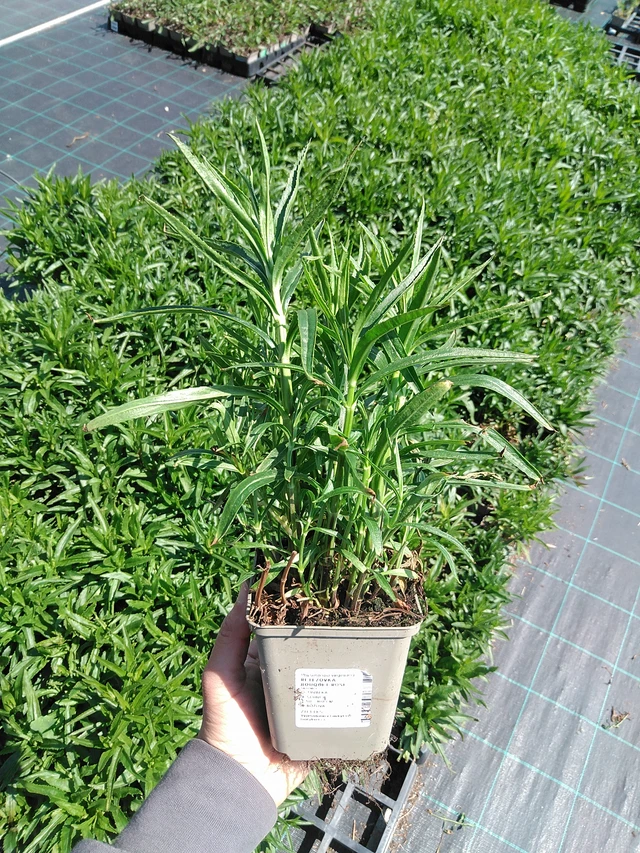 Kellopeippi Bouquet Rose - 13. 5. 2025