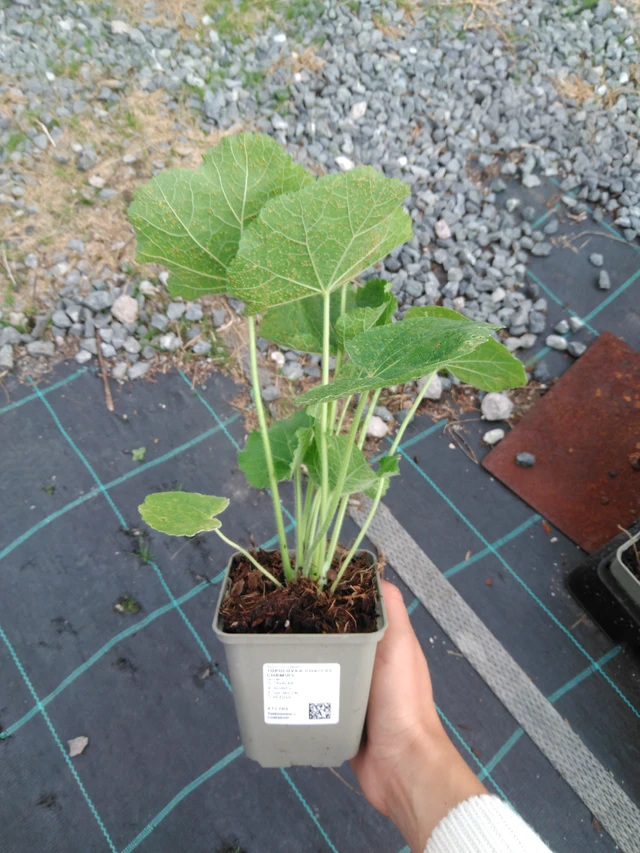 Salkoruusu Chaters Chamois - 11. 9. 2025