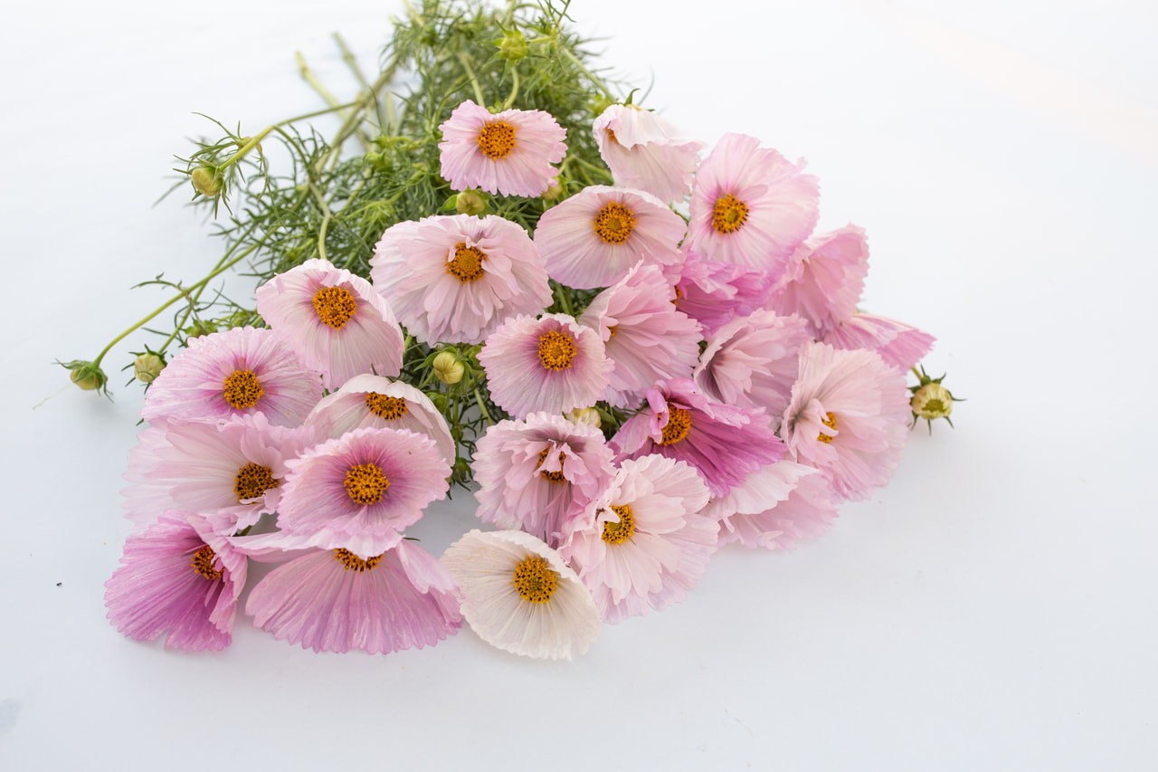 Cosmos Cupcakes Blush, Loukykvět