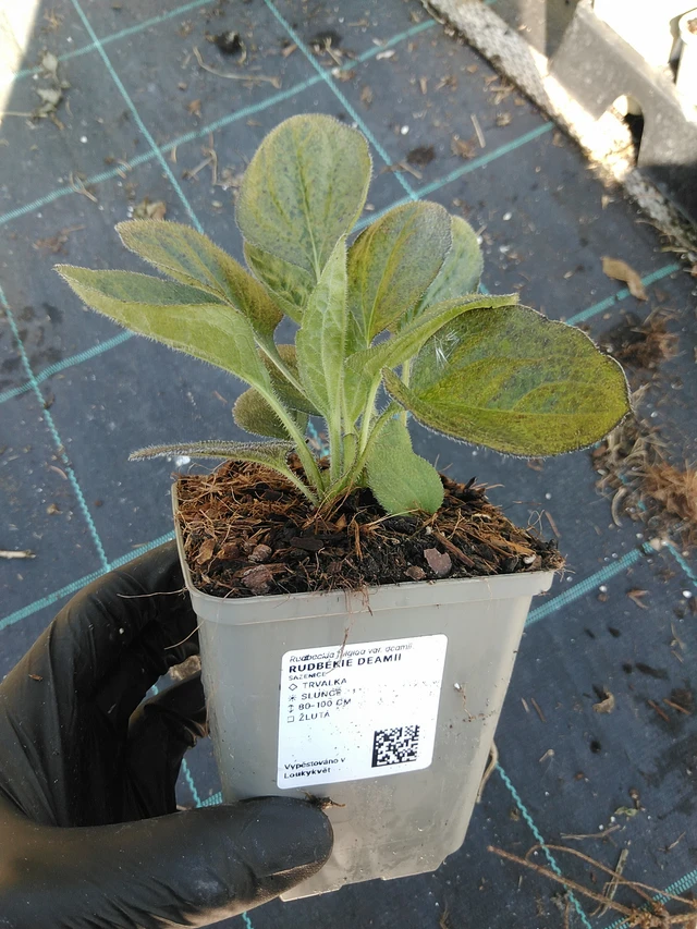 Päivänhattu Deamii - 19. 8. 2025