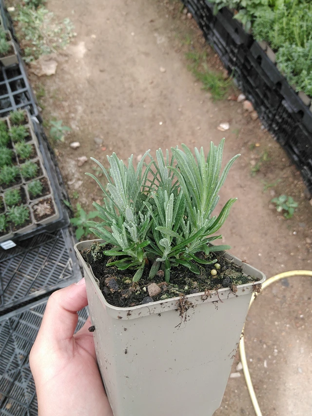 Laventeli Rosea - 8. 7. 2025