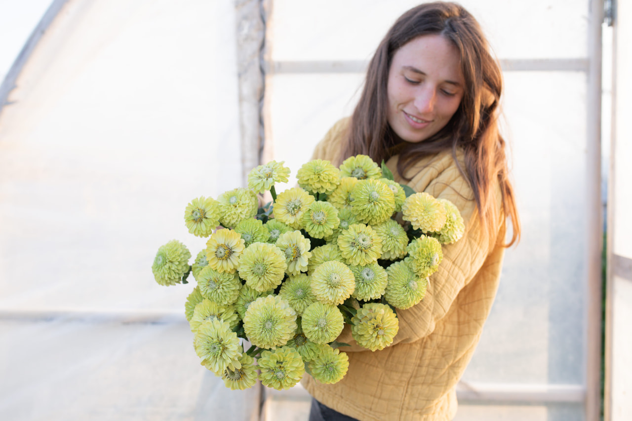 Tsinnia Benary’s Giant Lime, Loukykvět