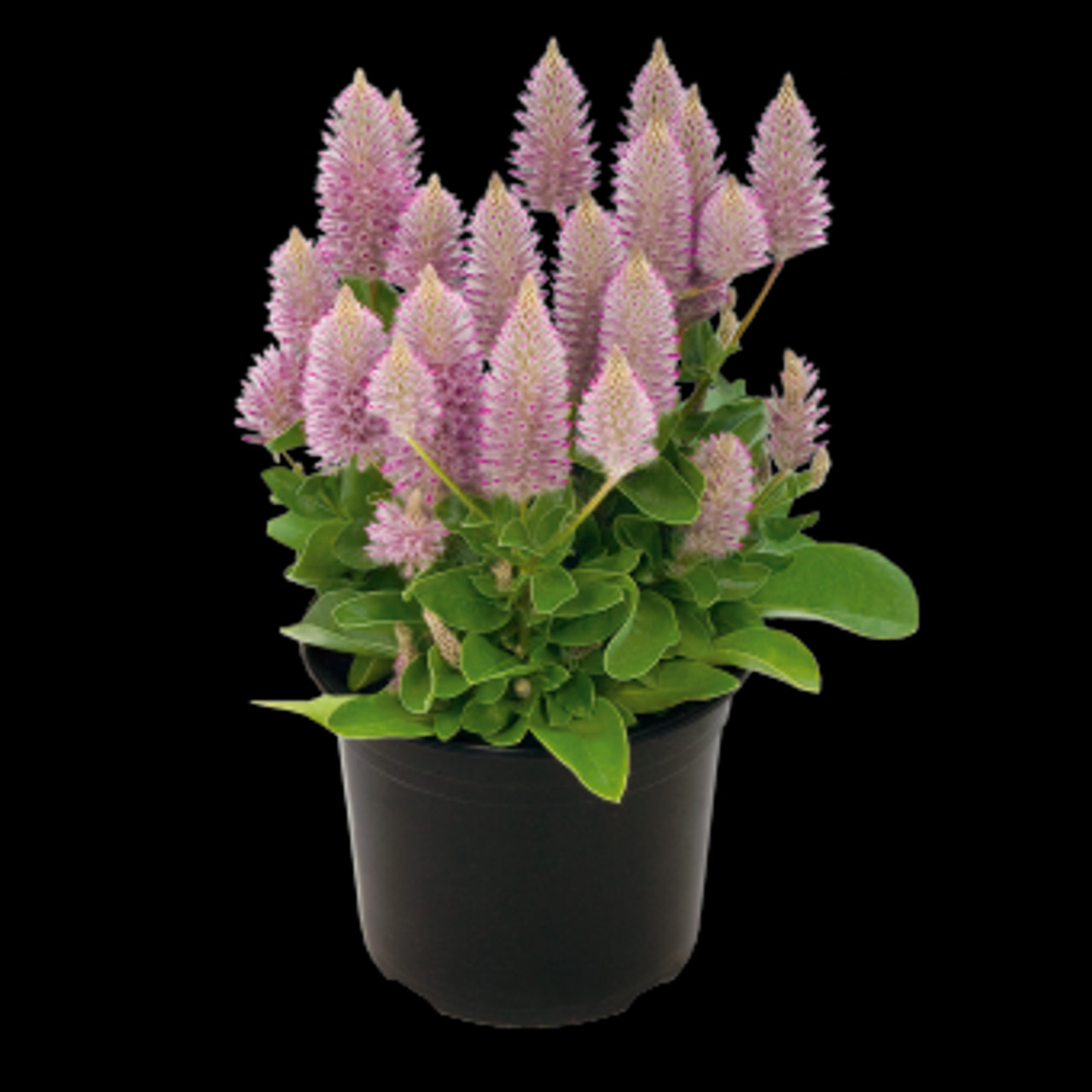 Isopöyhö Joey, Loukykvět