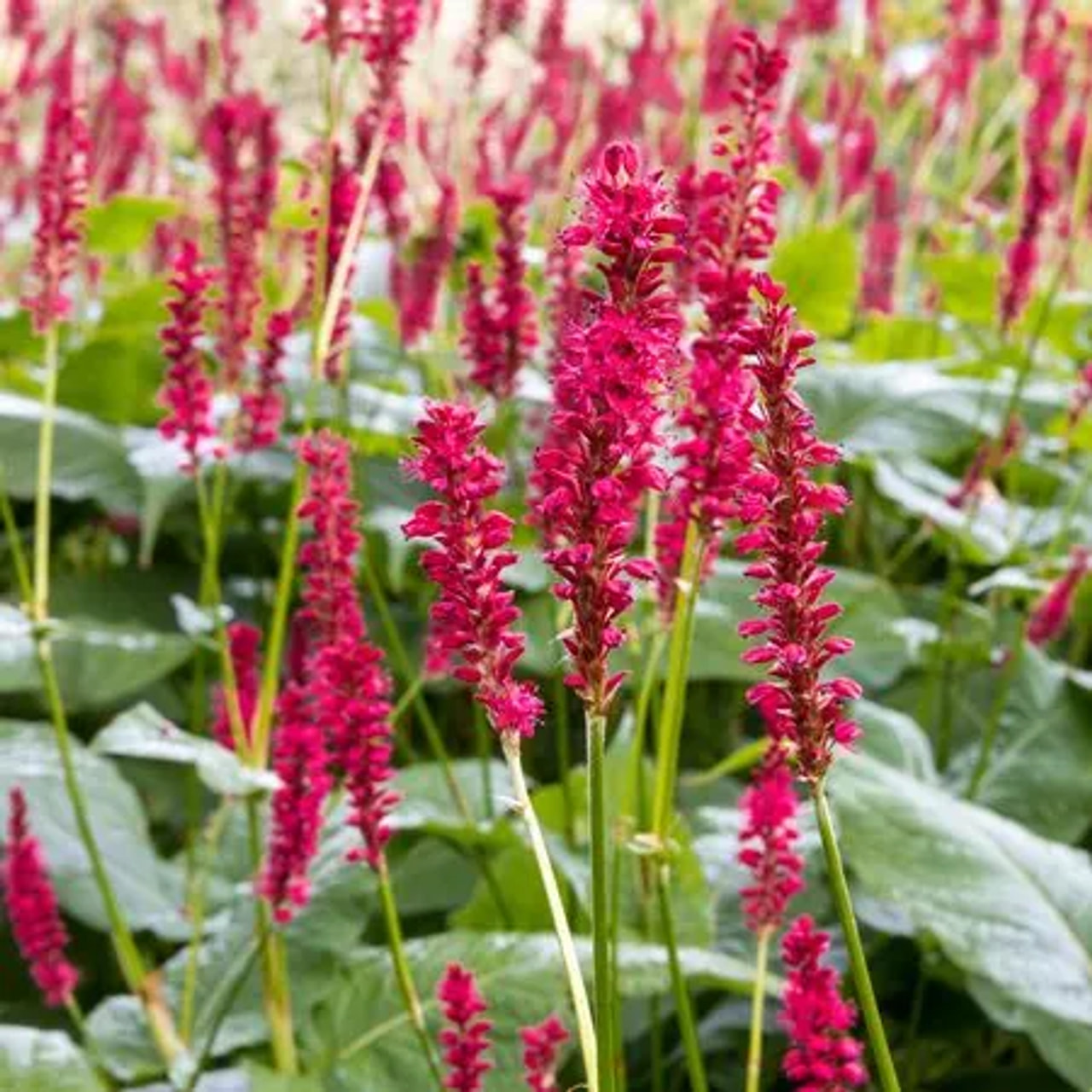 Konnantatar JS Calor, Loukykvět